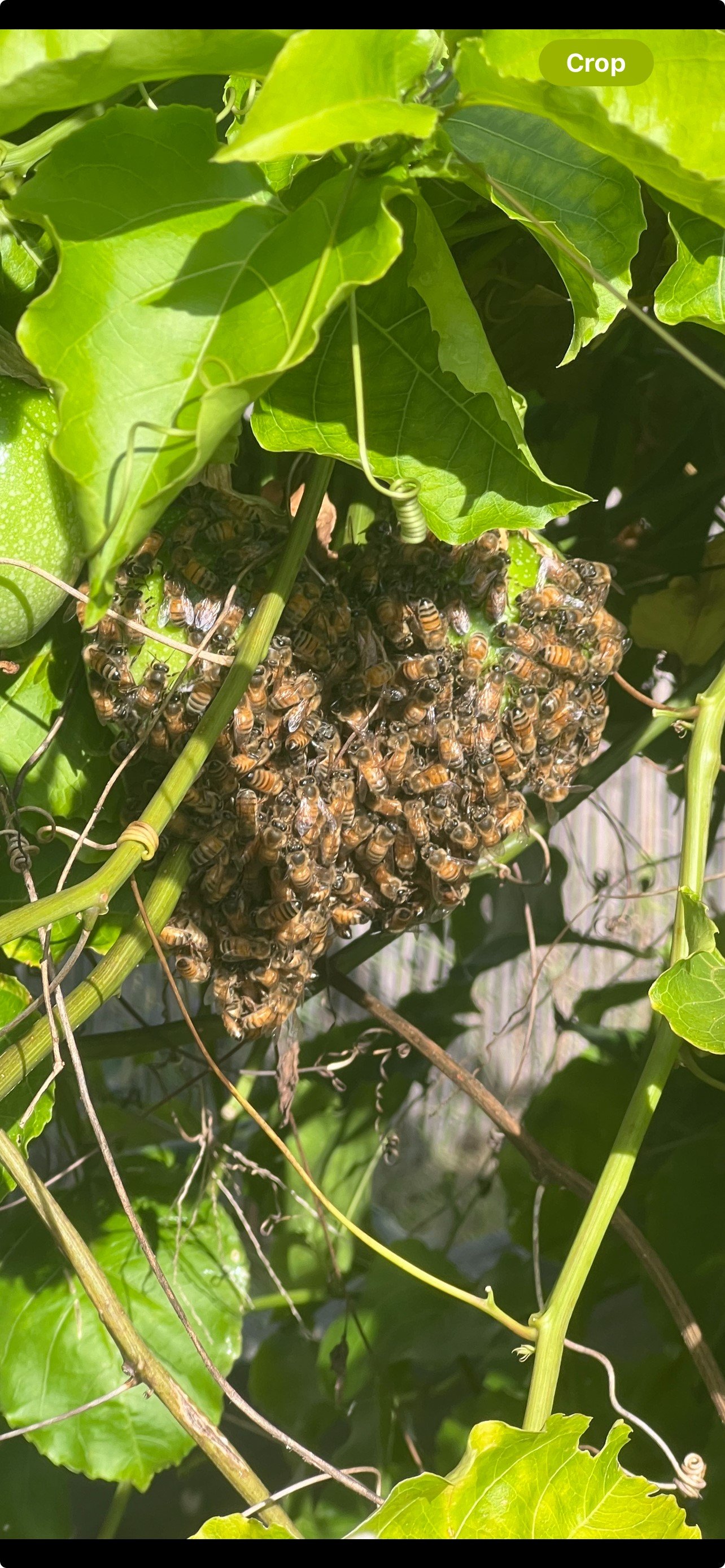 Swarm photo